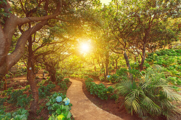 Landscape of a natural park surrounded by trees at sunset. Sunlit park path surrounded by trees at sunset