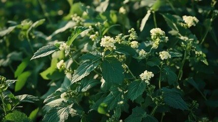 Closeup of Great Honey flower foliage with delicate white blooms in a lush green setting in Northamptonshire England.