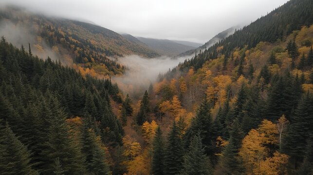 Foggy Valley With Pine Trees and Vibrant Autumn Colors, Aerial View of Natures Beauty