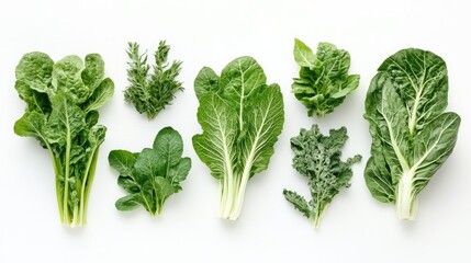 Fresh assorted leafy greens arranged in a row on a bright white background showcasing their vibrant colors and textures.