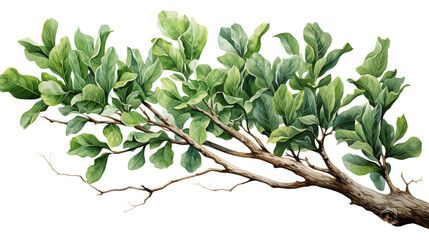 Obraz premium Watercolor illustration of a tropical oak branch with green leaves, isolated for artistic use, isolated on transparent background.