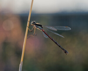 A blue damselfly resting on grass in the evening.