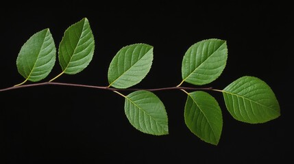 Close up of vibrant green leaves gracefully arranged against a striking black background highlighting their natural texture and elegance