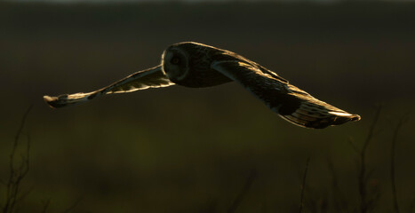 Hibou des marais, Hibou brachyote, Asio flammeus, Short eared Owl, region Pays de Loire; marais...