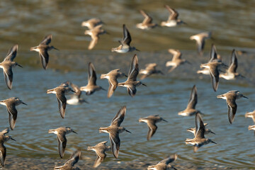 Bécasseau variable,.Calidris alpina, Dunlin