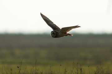 Hibou des marais, Hibou brachyote, Asio flammeus, Short eared Owl, region Pays de Loire; marais Breton; 85, Vendée, Loire Atlantique, France