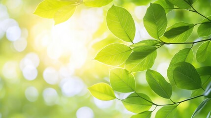 Lush green leaves with soft sunlight in a serene garden creating a natural backdrop for ecology and wellness themes