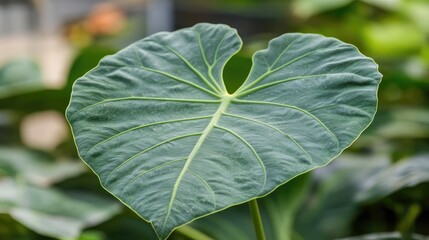 Close up of New Guinea Shield leaf showcasing intricate textures with soft bokeh background highlighting its beauty and detail in natural light