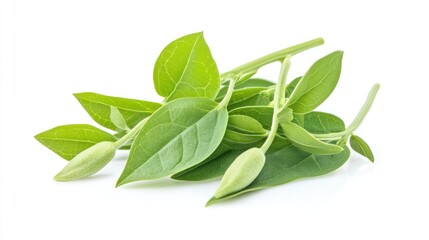 Fototapeta premium Andrographis paniculata capsules and fresh leaves displayed on a white background for herbal supplement marketing opportunities