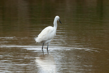 Aigrette garzette, .Egretta garzetta, Little Egret,