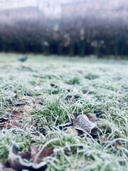 Frozen grass on the ground, frost on the grass