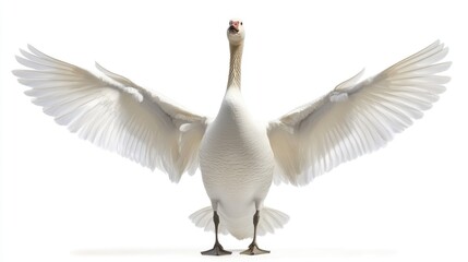 Obraz premium Majestic white goose spreading its wings in a graceful display against a clean white background showcasing its beauty and elegance.