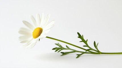 Solitary daisy flower with delicate petals and green stem isolated on a clean white background showcasing natural beauty and simplicity.