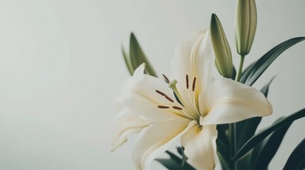 Obraz premium Elegant white lily flower in bloom with green leaves and buds on a soft background, symbolizing purity and tranquility in nature.