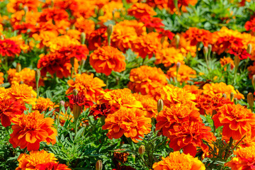 鮮やかに咲き誇るマリーゴールド