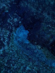 coral reef in the sea