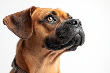 Obraz premium Close-Up of Dog with Brown and Black Coat