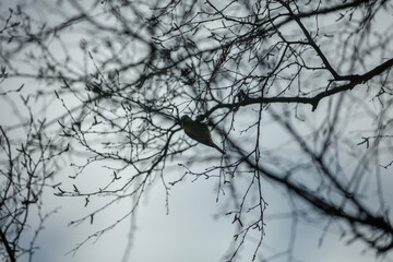 Fototapeta premium A small bird, likely a blue tit, perched amidst bare tree branches against a muted gray sky. Winter scene.