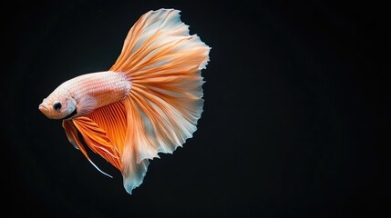 Fototapeta premium Halfmoon Betta splendens in vibrant colors gracefully swimming against a black background showcasing its flowing fins and elegance.