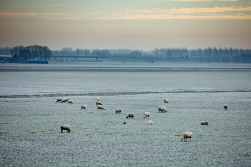 Frosted field with sheep grazing.  Highway in the background.  Calm winter scene.