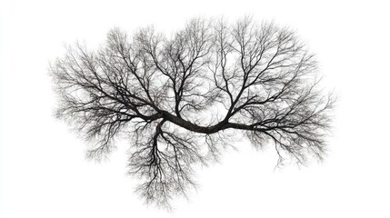 Top View of American Elm Tree Bare Branches Isolated on White Background