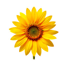 Naklejka premium sunflower isolated on white background