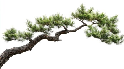 Fototapeta premium Pine tree branch with vibrant green needles and textured bark isolated on white background for nature and botanical designs