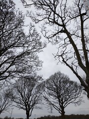 Fototapeta premium tree and sky