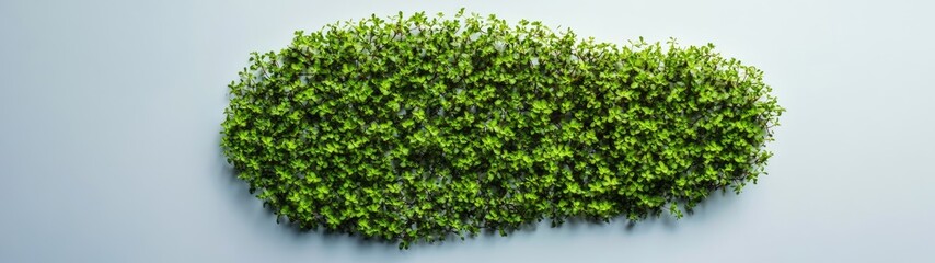 Microgreens cluster, fresh sprouts, healthy food.