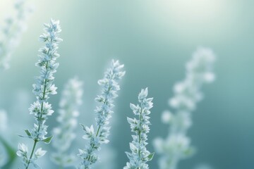 Obraz premium Soft Green Bokeh Background with Delicate Flowers