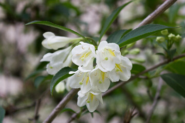 White spring flowers close-up. Branches of a blossoming spring tree