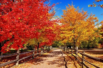 Naklejka premium Vibrant autumn landscape with colorful red and yellow foliage