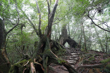 Shiratani Unsuikyo in Yakushima, Japan (The forest gave an inspiration of Mononoke Hime)