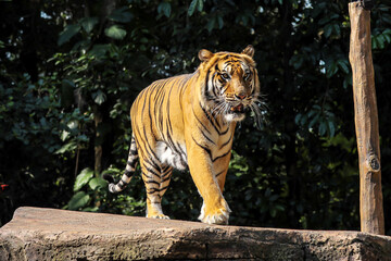 Tiger Walking on Rock in Natural Habitat
