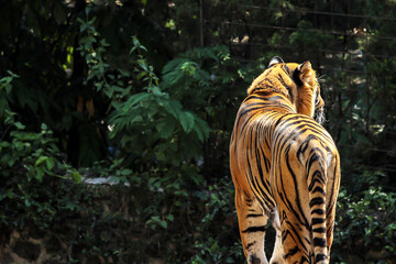 Back View of a Tiger in Natural Habitat 