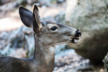 Close up of deer near the Yosemite Valley Loop Trail in Yosemite National Park.  