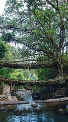 Naklejka premium Iconic view of the Living Root Double Decker Bridge in Cherrapunji, Meghalaya, India.
