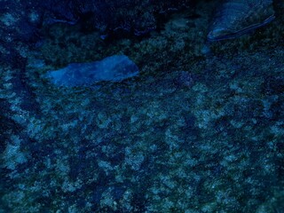 coral reef in the blue sea