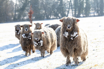 lincoln long wool sheep in snow