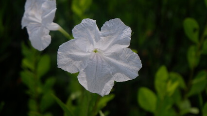 A single pretty white flower, Ruellia simplex, with its green leaves, beautiful flower background
