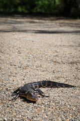 Louisiane, USA
