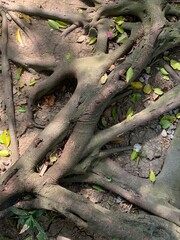 Timeless Roots, Earthbound Strength