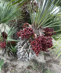 Date palm with fruit in southern Europe