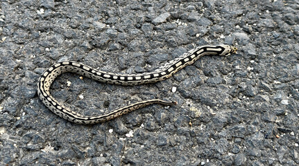 Dead snake run over on a road