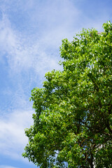 クスノキの緑と青空