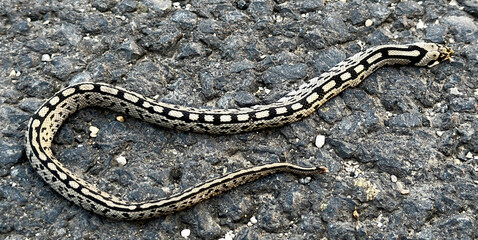 Dead snake run over on a road