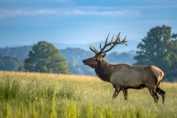 Obraz premium American white-tailed deer in the steppe among the grass against the backdrop of distant mountains