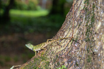 Forest crested lizard climbing on tree in the park.
