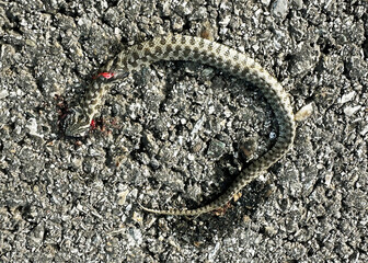 Dead snake run over on a road