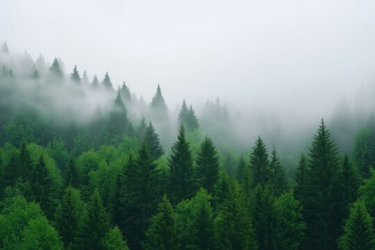 A forest with a thick fog covering the trees. The fog creates a mysterious and serene atmosphere, as the trees are shrouded in a misty veil. The dense foliage of the trees adds to the sense of depth